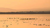 Birds wintering in autumn, Lake Kerkini, Greece