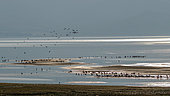 Birds wintering in autumn, Lake Kerkini, Greece