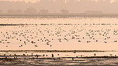 Birds wintering in autumn, Lake Kerkini, Greece