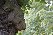 Curious tree attachment to a linden tree, sad lion figure, Biosphere Reserve Mittlere Elbe, Saxony-Anhalt, Germany, Europe