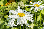Leucanthemum superbum 'Crazy Daisy'