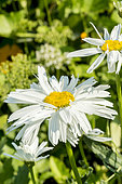 Leucanthemum superbum 'Crazy Daisy'