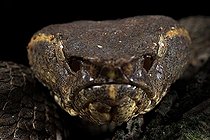 Flat-nosed Pitviper (Trimeresurus puniceus), Bogor, Java, Indonesia