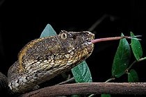Flat-nosed Pitviper (Trimeresurus puniceus), Bogor, Java, Indonesia