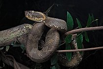 Flat-nosed Pitviper (Trimeresurus puniceus), Bogor, Java, Indonesia