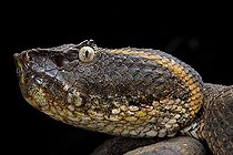 Flat-nosed Pitviper (Trimeresurus puniceus), Bogor, Java, Indonesia