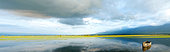 Bed of aquatic buttercups and fisherman's boat in spring, Lake Kerkini, Central Macedonia, Greece