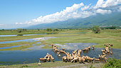 Sheep joining flooded meadows in spring, Lake Kerkini, Central Macedonia, Greece