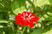 Zinnia elegans 'Super Yoga'