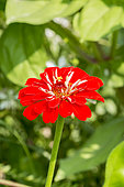 Zinnia elegans 'Super Yoga'