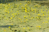 Nymphoides peltata