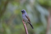 Rufous-gorgeted Flycatcher (Ficedula strophiata) male on a branch, Gaoligongshan, Yunnan, China