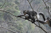 Black Snub-nosed Monkey (Rhinopithecus bieti) young female having kidnapped the baby from an adult female, Yunnan, China