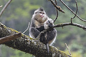 Black Snub-nosed Monkey (Rhinopithecus bieti) female and her young, Yunnan, China