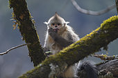 Black Snub-nosed Monkey (Rhinopithecus bieti) juvenile with a leaf in the mouth, Yunnan, China