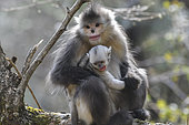 Black Snub-nosed Monkey (Rhinopithecus bieti) young female having kidnapped the baby from an adult female, Yunnan, China