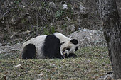Giant Panda (Ailuropoda melanoleuca) asleep in the grass, Foping, Shanxii, China