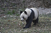 Giant Panda (Ailuropoda melanoleuca) walking in the grass, Foping, Shanxii, China