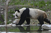 Giant Panda (Ailuropoda melanoleuca) walking by the water's edge, Foping, Shanxii, China