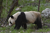 Giant Panda (Ailuropoda melanoleuca) walking in the grass, Foping, Shanxii, China
