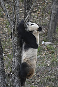Giant Panda (Ailuropoda melanoleuca) climbing in a tree, Foping, Shanxii, China