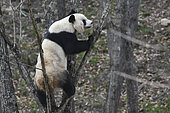Giant Panda (Ailuropoda melanoleuca) climbing in a tree, Foping, Shanxii, China