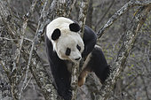 Giant Panda (Ailuropoda melanoleuca) climbing in a tree, Foping, Shanxii, China