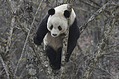 Giant Panda (Ailuropoda melanoleuca) in a tree, Foping, Shanxii, China