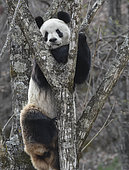 Giant Panda (Ailuropoda melanoleuca) in a tree, Foping, Shanxii, China