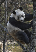 Giant Panda (Ailuropoda melanoleuca) in a tree, Foping, Shanxii, China