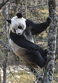 Giant Panda (Ailuropoda melanoleuca) in a tree, Foping, Shanxii, China