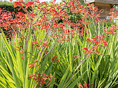 Crocosmia masoniorum 'Orangerot'