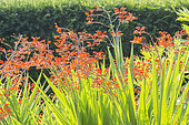 Crocosmia masoniorum 'Orangerot'
