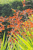 Crocosmia masoniorum 'Orangerot'
