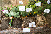 Presentation of the evolution of the composting phases, Agricultural Fair of Bourail. New Caledonia.