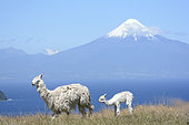 Llama (Llama Glama) and young in front of Llanquihue Lake and Osorno volcano, view of Puerto Octay, X Region of Lakes, Chile