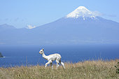 Young Llama (Llama Glama) in front of Llanquihue Lake and Osorno volcano, view of Puerto Octay, X Region of Lakes, Chile