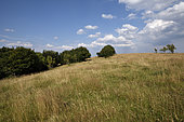 Meadow and the limit of the forest, altitude 1000 m, beech, beeches (Fagus sylvatica) stunted, path GR5, Sorbus aucuparia, summit of the Ballon d Alsace, Vosges