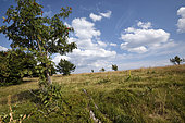 Meadow and the limit of the forest, altitude 1000 m, beech, beeches (Fagus sylvatica) stunted, path GR5, Sorbus aucuparia, summit of the Ballon d Alsace, Vosges