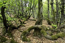 Beeches (Fagus sylvatica), limit of the forest, altitude 1000 m, twisted stunted trees, often broken by wind or snow, summit beech grove of the Ballon d Alsace, Hautes Vosges, Territoire de Belfort, France