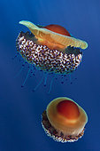 Fried egg jellyfish or Mediterranean jellyfish, Cotylorhiza tuberculata. It's the most common jellyfish of their entire order in the Mediterranean Sea. Hosts symbiotic zooxanthellae on its body that provide it with energy for usage and storage.This jellyfish as been studied due to their specified cytotoxicity in regards to certain breast cancer cells, which is made possible due to the organism’s efficient intercellular gap junction communication. Since a main objective in cancer research is to create treatments that selectively kill malignant cells while leaving healthy ones intact, Cotylhoriza tuberculata may become a model organism for the treatment of those human ailments. This jellyfish's sting has very little or no effect on humans. Mediterranean sea.