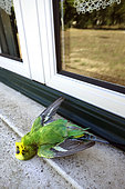 Perruche ondulée (Melopsittacus undulatus) morte après avoir heurté une vitre, Portugal. Individu probablement échappé d'une cage.
