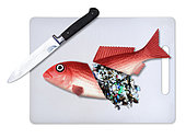 Plastic fish food. Concept image of a fish cut in half with a knife and spilling microplastics from within. The image is intended to illustrate the problem of pollution of the oceans by plastic garbage. We are eating plastic on our seafood. Contaminated fish and shellfish have been found everywhere from Europe, Canada and Brazil to China – and plastic-eating fish are now showing up in supermarkets. While most plastic has been found in the guts of fish, and would therefore be removed before eating, some studies have warned that microplastics, particularly at the nanoscale, could transfer from the guts to the meat (and, of course, we eat some species of small fish and shellfish whole). There is growing concern about toxins leaching – laboratory tests have shown that chemicals associated with microplastics can concentrate in the tissues of marine animals. Some commercially important species have seen the majority of their population affected. It confirmed that contamination has been recorded in tens of thousands of organisms and more than 100 species. Last year, the European Food Safety Authority called for urgent research, citing increasing concern for human health and food safety given the potential for microplastic pollution in edible tissues of commercial fish. Portugal