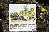 Rock with information panel on the landscape and the flora, mountain ash, top of Donon, Hautes Vosges, Bas Rhin, France