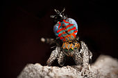 Peacock Jumping Spider (Maratus jactatus) male in full swing, dancing for a female spider, southern QLD Australia.