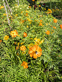 Cosmos sulphureus 'Cosmic Yellow'