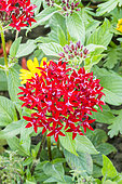 Pentas lanceolata 'New Look Red'