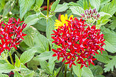 Pentas lanceolata 'New Look Red'