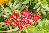 Pentas lanceolata 'New Look Red'