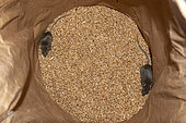 Mouse in a wheat bag